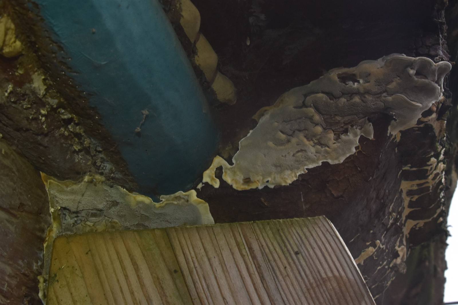 Fruchtkörper eines Ausgebreiteten Hausporlings an einem tragenden Bauteil