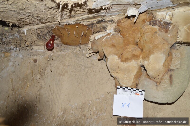 Fruchtk&ouml;rper des Ausgebreiteten Hausporlings Donkioporia expansa an befallenem Eichenholz