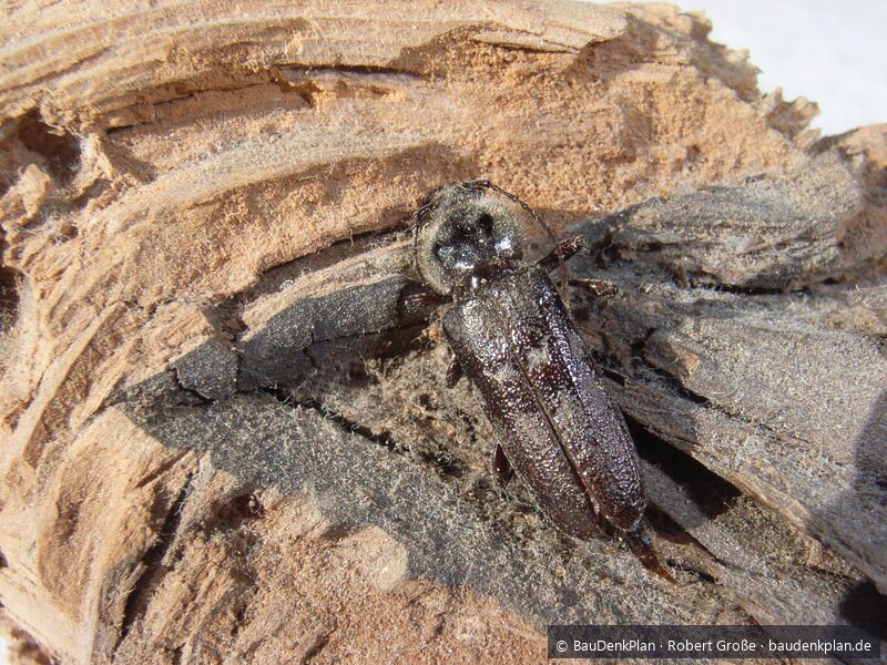Hausbock (Hylotrupes bajulus) &mdash; ausgewachsener K&auml;fer auf Nadelholz