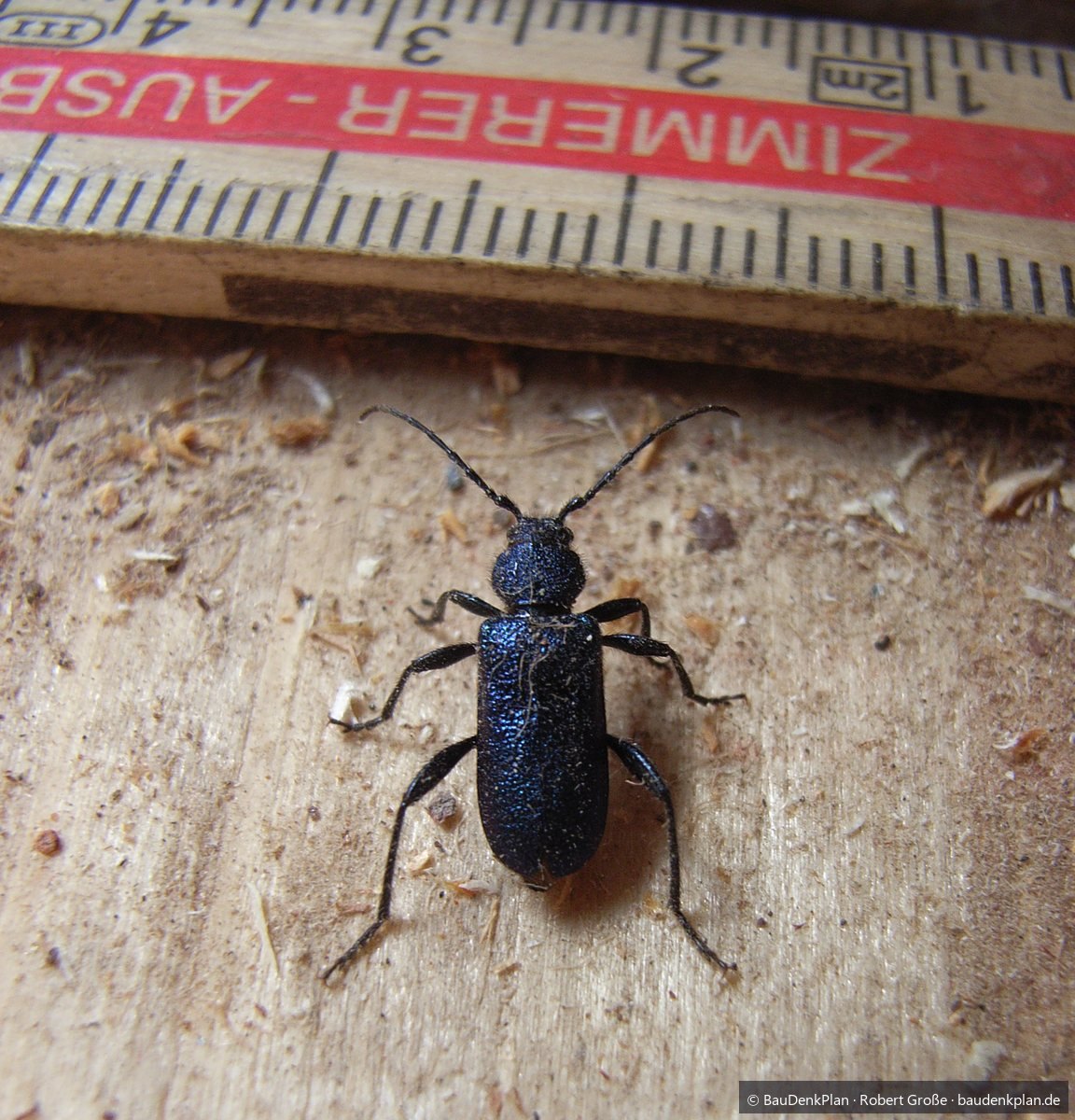 Blauer Scheibenbock (Callidium violaceum) auf S&auml;geholz, daneben ein Zimmerer-Zollstock als Ma&szlig;stab