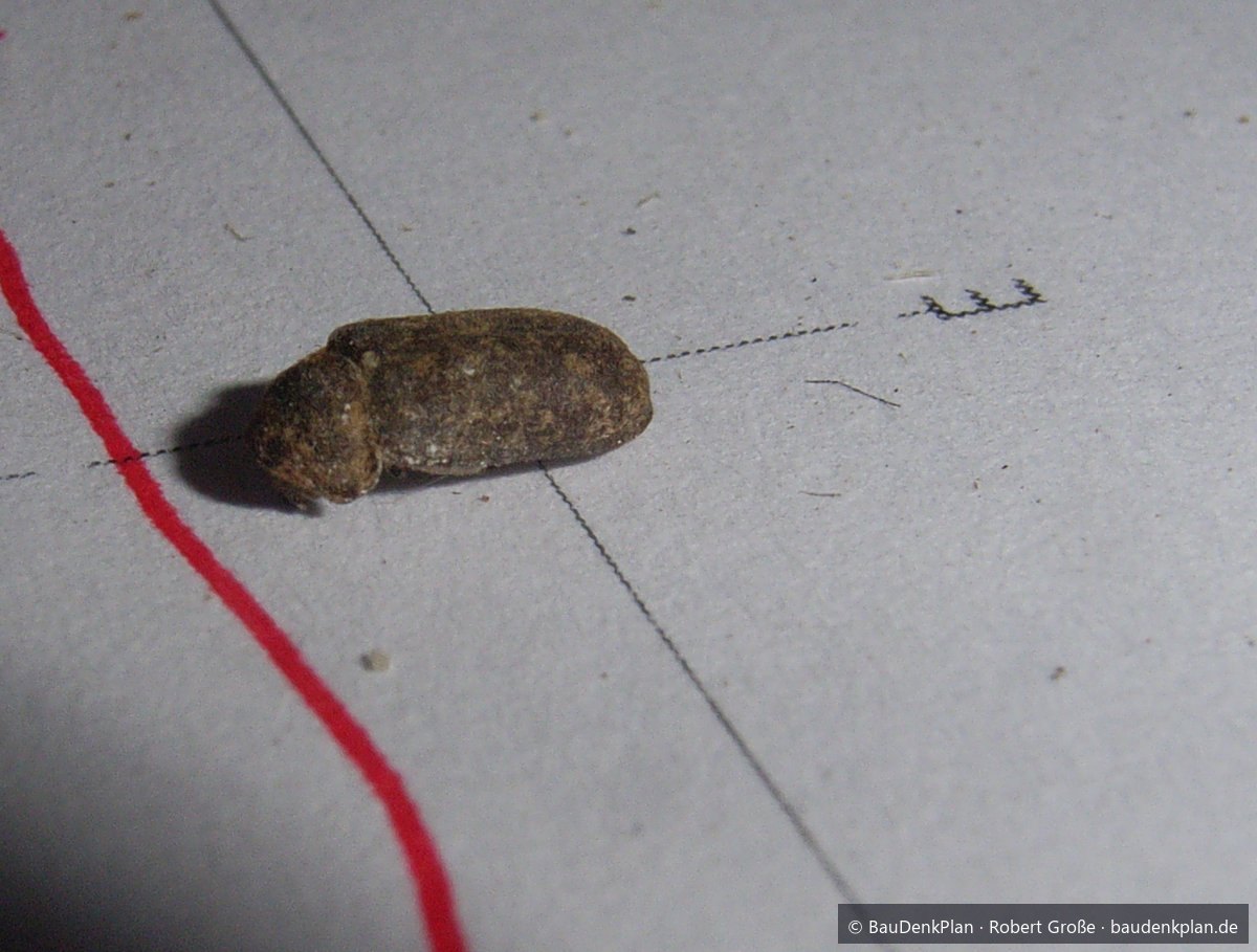 Bunter Nagek&auml;fer (Xestobium rufovillosum) auf einer Bestandszeichnung, Fund aus der Kelter Stuttgart